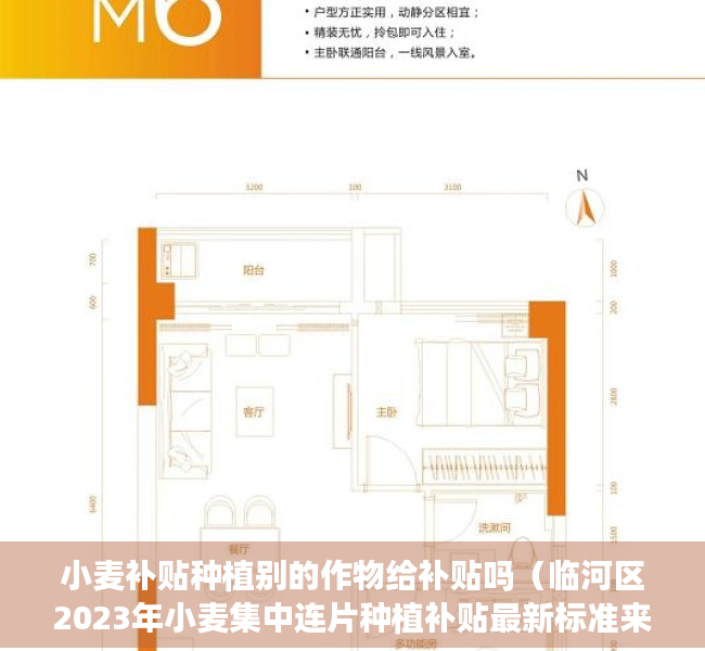 小麦补贴种植别的作物给补贴吗（临河区2023年小麦集中连片种植补贴最新标准来了！）