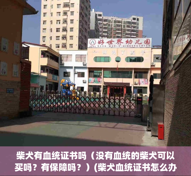 柴犬有血统证书吗（没有血统的柴犬可以买吗？有保障吗？）(柴犬血统证书怎么办)