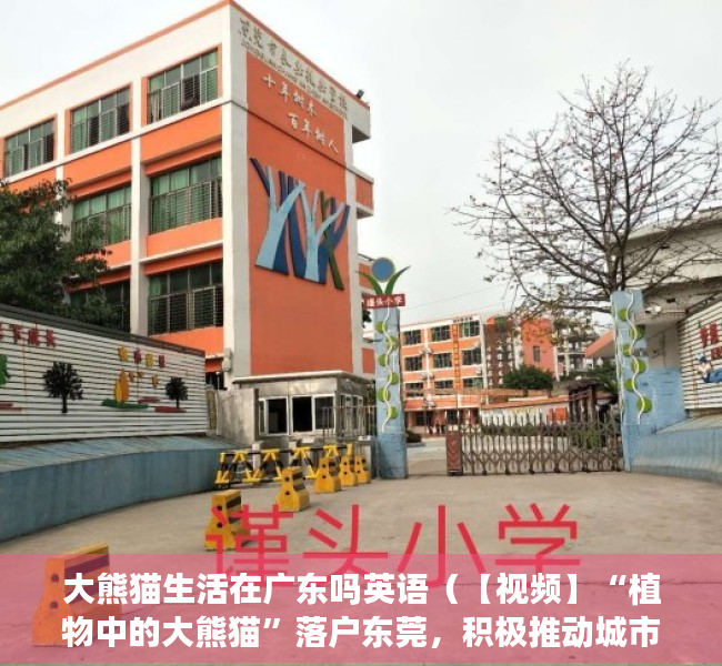 大熊猫生活在广东吗英语（【视频】“植物中的大熊猫”落户东莞，积极推动城市绿美发展）