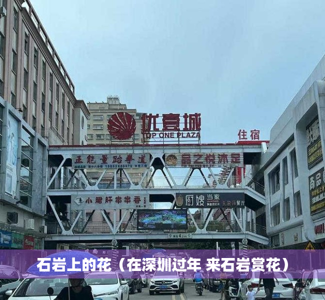 石岩上的花（在深圳过年 来石岩赏花）
