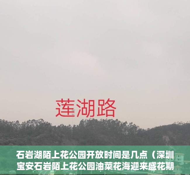 石岩湖陌上花公园开放时间是几点（深圳宝安石岩陌上花公园油菜花海迎来盛花期）
