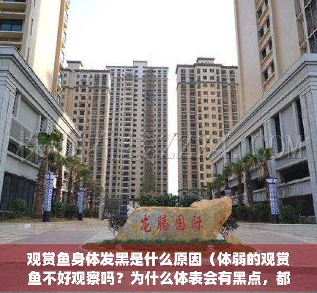 观赏鱼身体发黑是什么原因（体弱的观赏鱼不好观察吗？为什么体表会有黑点，都有哪些原因？）