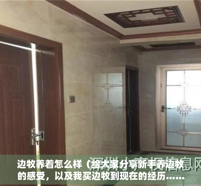 边牧养着怎么样（给大家分享新手养边牧的感受，以及我买边牧到现在的经历……）