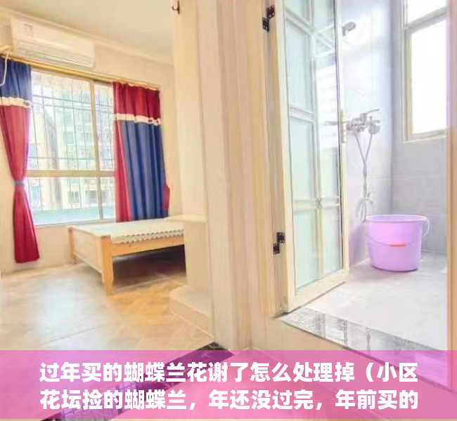 过年买的蝴蝶兰花谢了怎么处理掉（小区花坛捡的蝴蝶兰，年还没过完，年前买的花就被丢了）