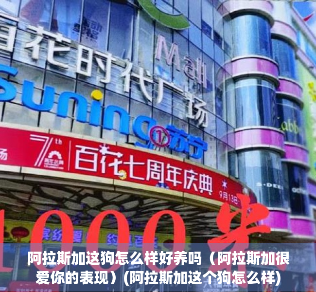 阿拉斯加这狗怎么样好养吗（阿拉斯加很爱你的表现）(阿拉斯加这个狗怎么样)