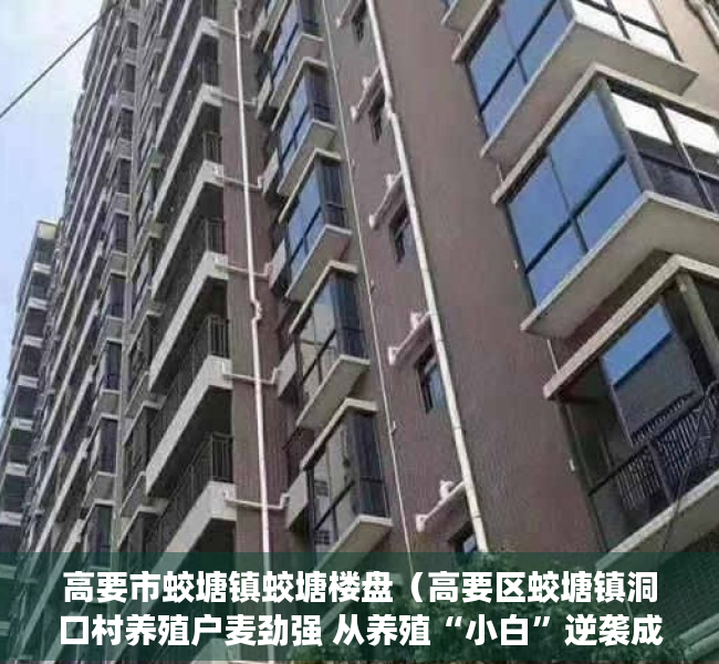 高要市蛟塘镇蛟塘楼盘（高要区蛟塘镇洞口村养殖户麦劲强 从养殖“小白”逆袭成“鸡司令”）