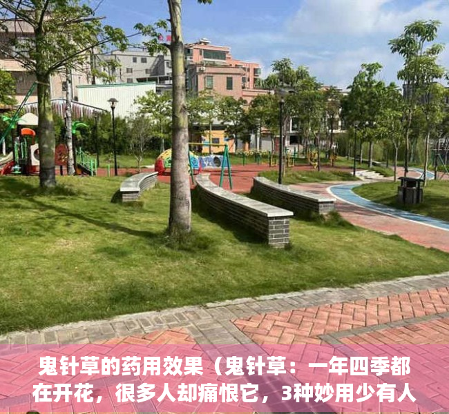 鬼针草的药用效果（鬼针草：一年四季都在开花，很多人却痛恨它，3种妙用少有人知道！）