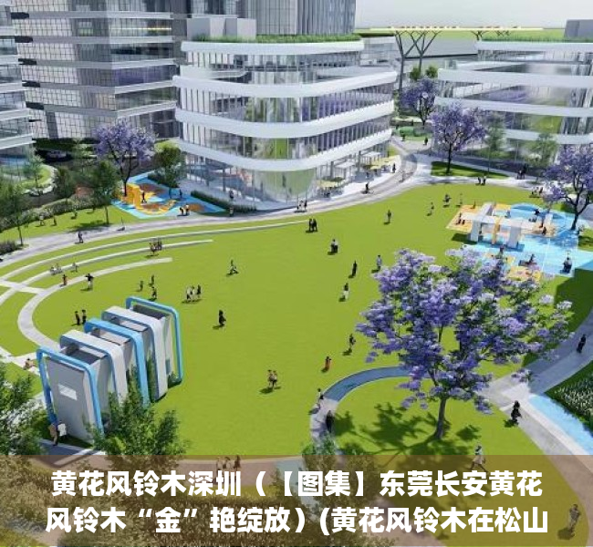 黄花风铃木深圳（【图集】东莞长安黄花风铃木“金”艳绽放）(黄花风铃木在松山湖哪个位置)