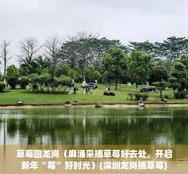 草莓园龙岗（麻涌采摘草莓好去处，开启新年“莓”好时光）(深圳龙岗摘草莓)