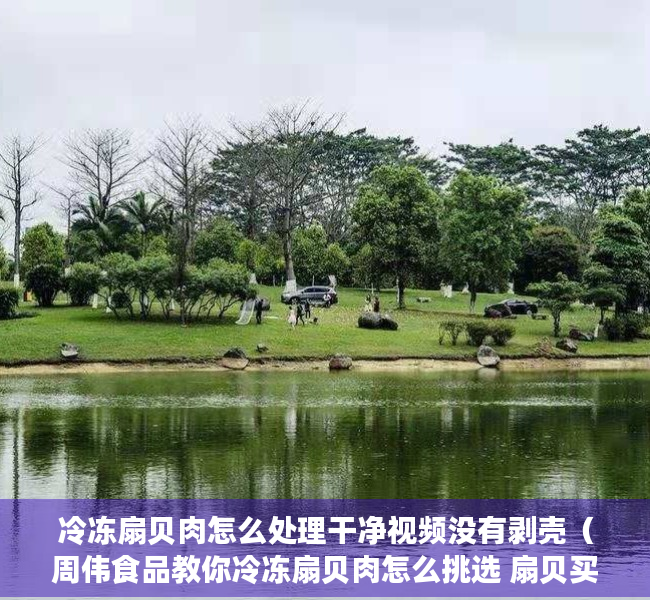 冷冻扇贝肉怎么处理干净视频没有剥壳（周伟食品教你冷冻扇贝肉怎么挑选 扇贝买回来怎么处理）
