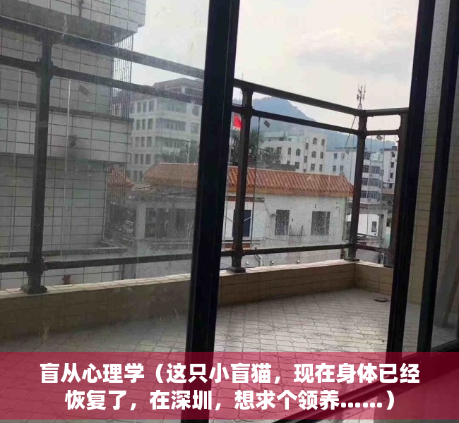盲从心理学（这只小盲猫，现在身体已经恢复了，在深圳，想求个领养……）