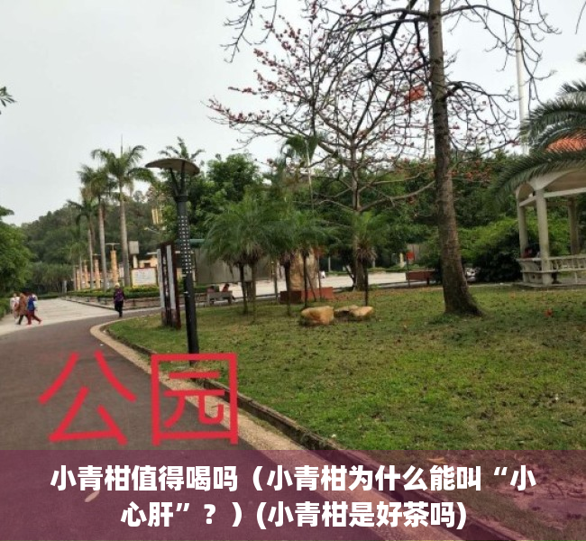小青柑值得喝吗（小青柑为什么能叫“小心肝”？）(小青柑是好茶吗)
