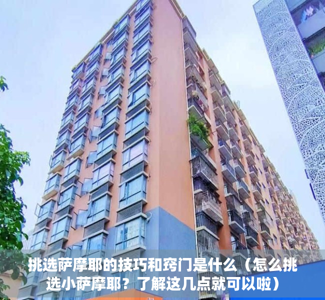 挑选萨摩耶的技巧和窍门是什么（怎么挑选小萨摩耶？了解这几点就可以啦）