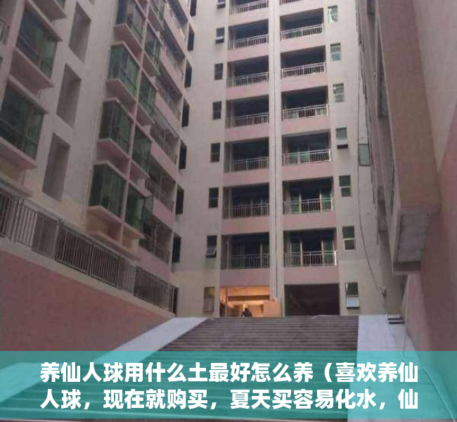 养仙人球用什么土最好怎么养（喜欢养仙人球，现在就购买，夏天买容易化水，仙人球也不好养）