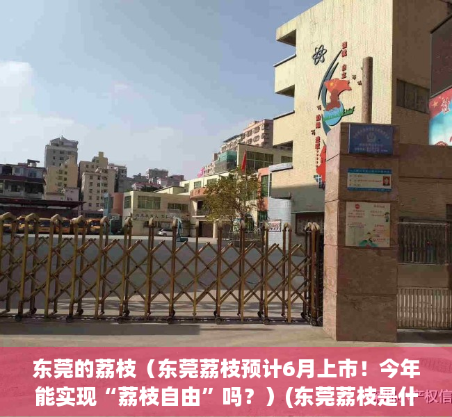 东莞的荔枝（东莞荔枝预计6月上市！今年能实现“荔枝自由”吗？）(东莞荔枝是什么品种)
