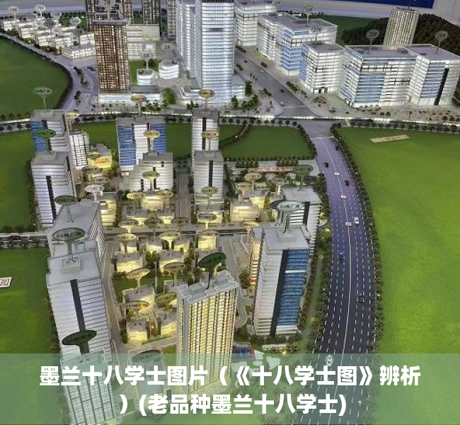 墨兰十八学士图片（《十八学士图》辨析）(老品种墨兰十八学士)