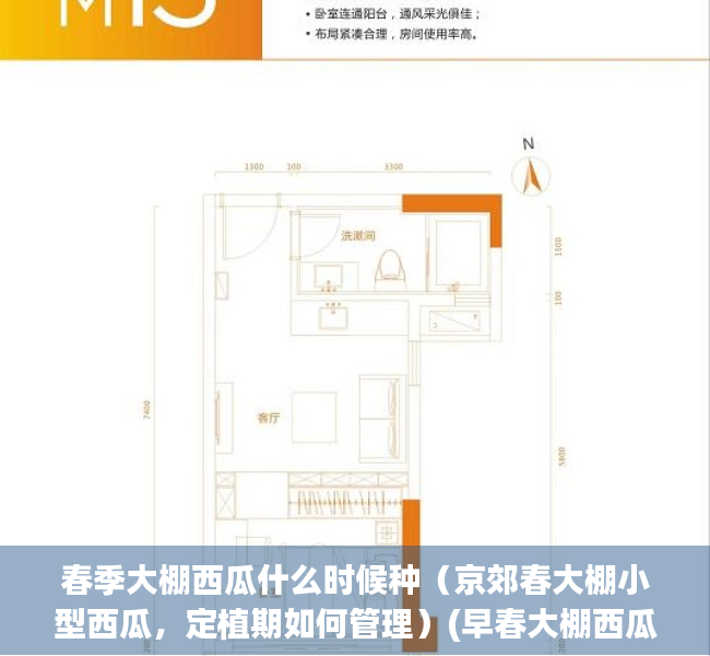 春季大棚西瓜什么时候种（京郊春大棚小型西瓜，定植期如何管理）(早春大棚西瓜种植视频)